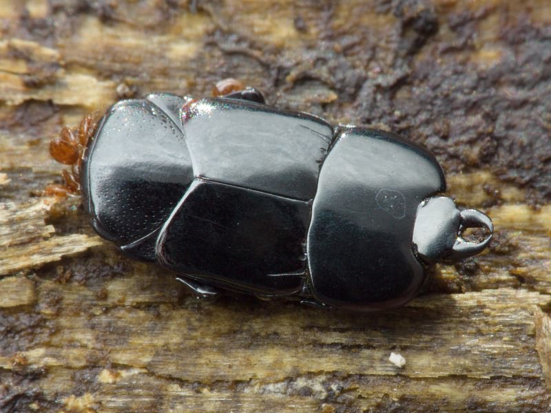 Hololepta plana (Sulzer, 1776)